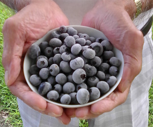 FrozenBluberries-a-Superfood